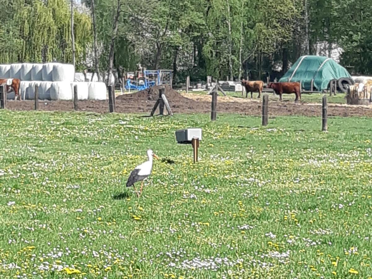 Spreewaldpension Glatz Myšyn Buitenkant foto