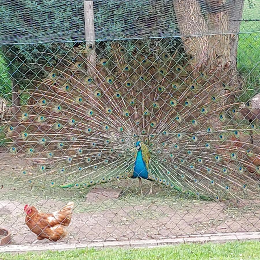 Spreewaldpension Glatz Myšyn Buitenkant foto