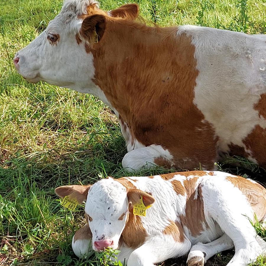 Spreewaldpension Glatz Myšyn Buitenkant foto